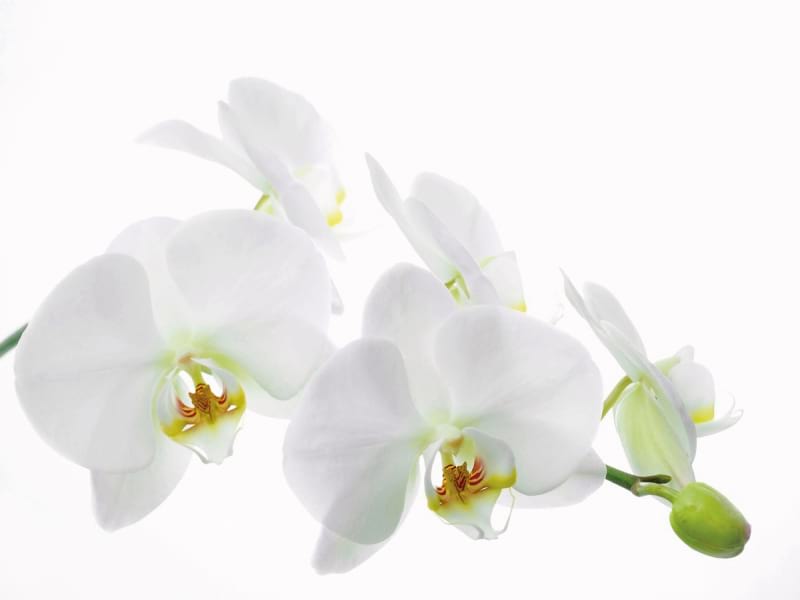 Фотошпалери Білосніжна орхідея