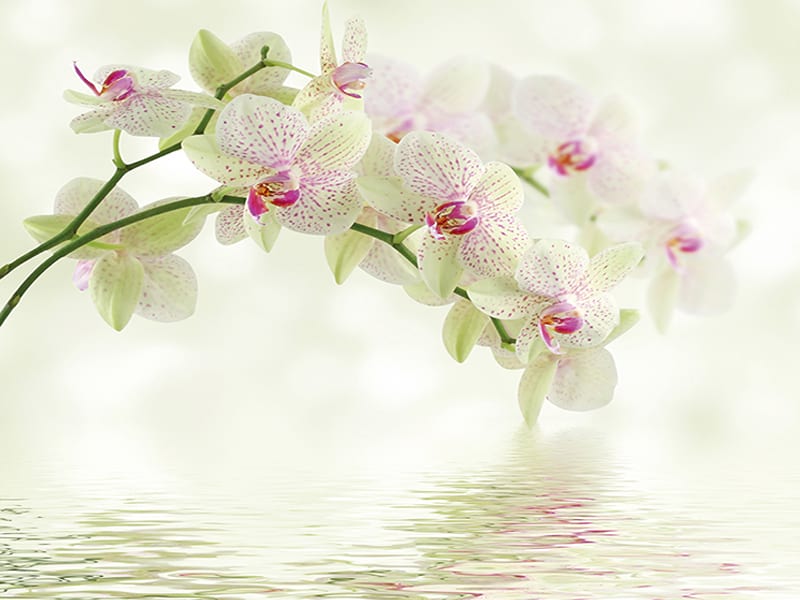 Фотообои Белые орхидеи