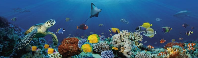 Фотошпалери Риби і корали