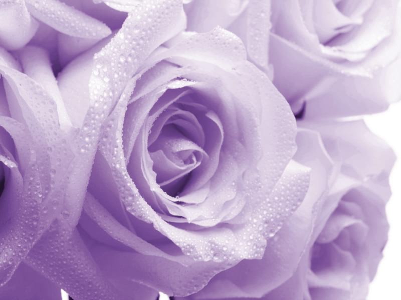 Фотообои Фиолетовые розы