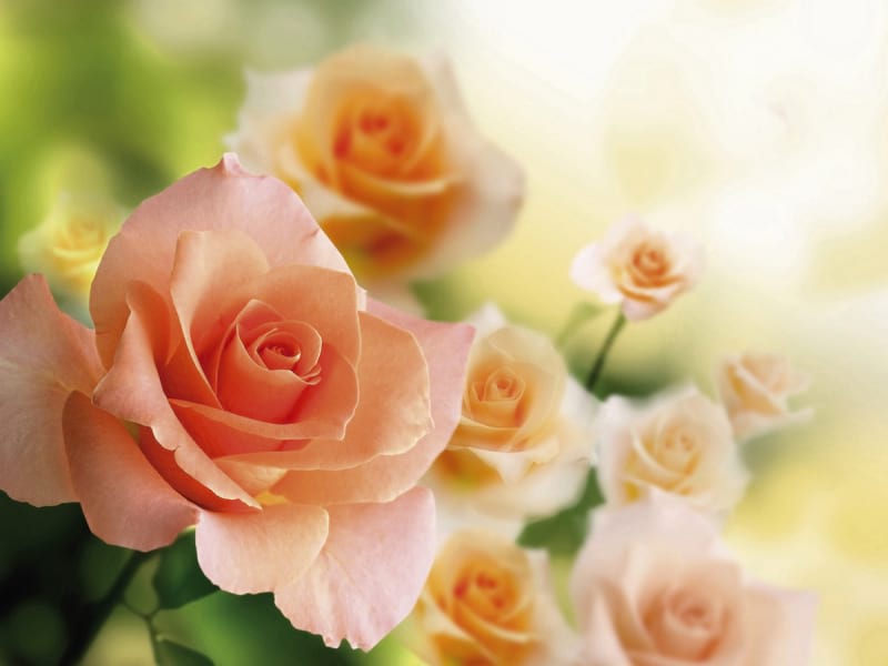 Фотообои Чайные розы