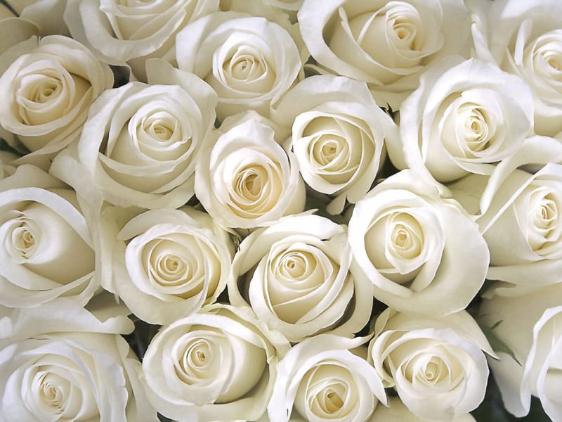 Фотошпалери Білі троянди