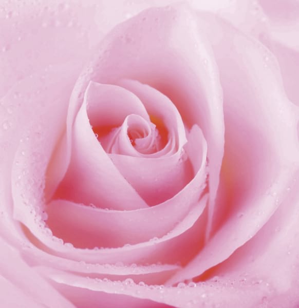 Фотообои Красивая розовая роза
