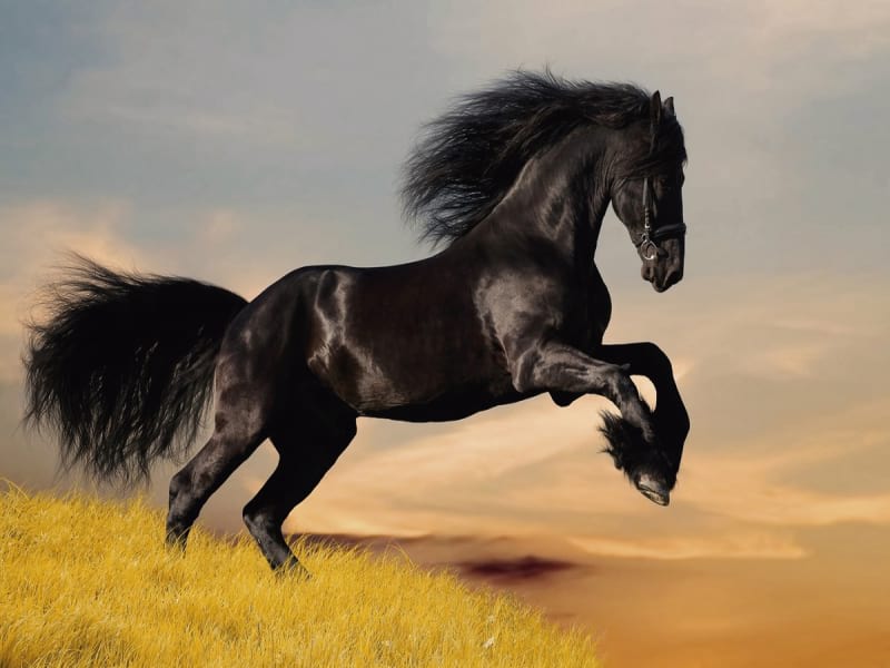 Фотообои Чёрная лошадь