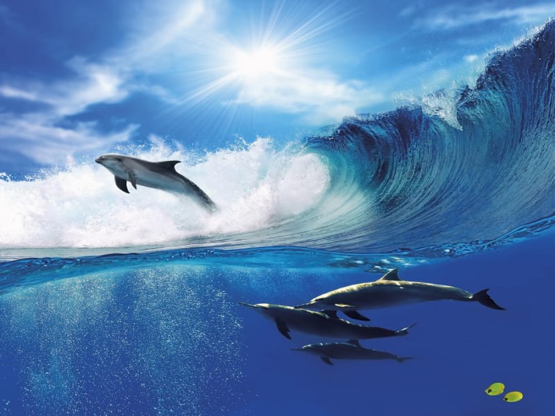 Фотошпалери Дельфіни у морі