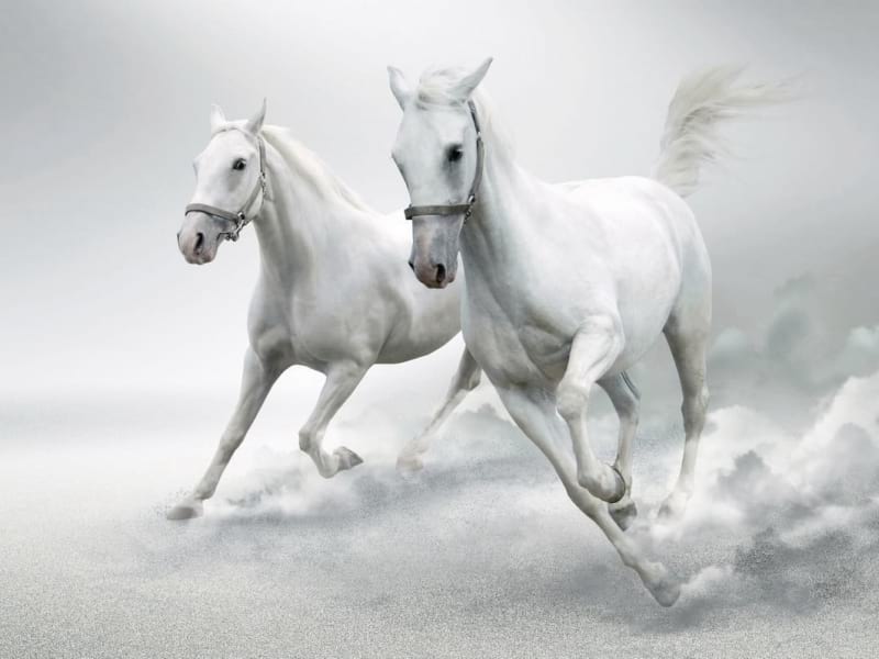 Фотообои Белые лошади