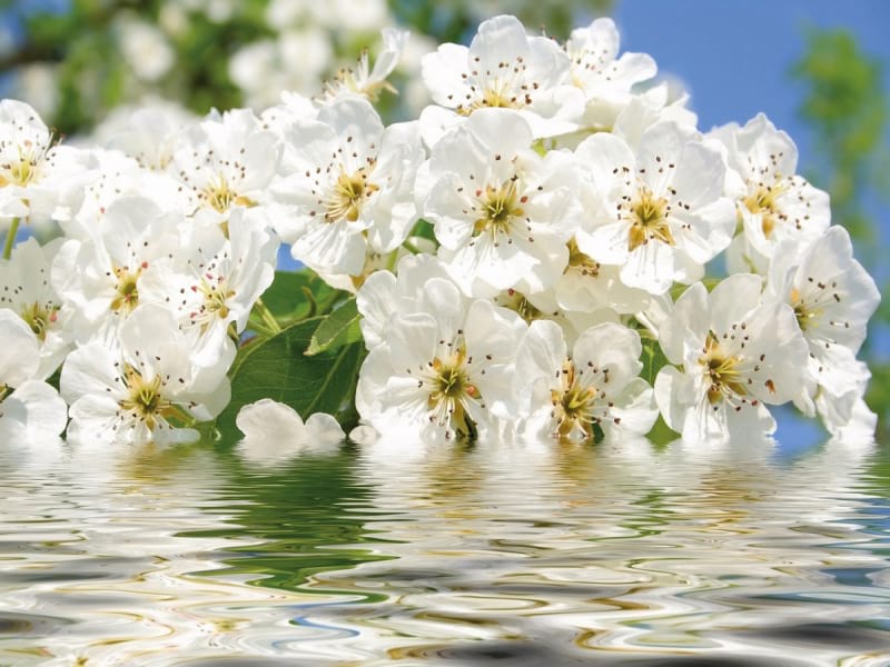 Фотообои Цветение в воде
