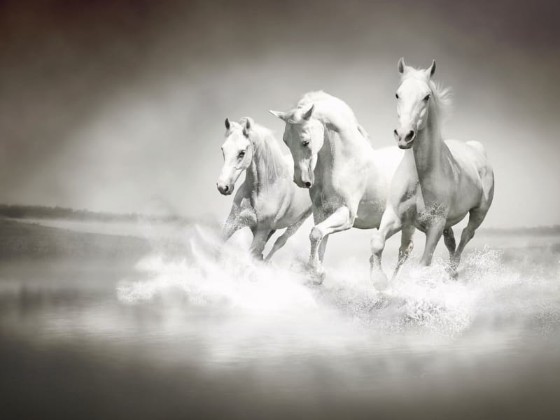 Фотообои Лошади в тумане
