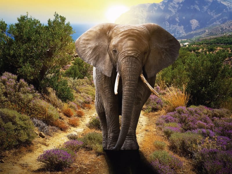 Фотообои Африканский слон