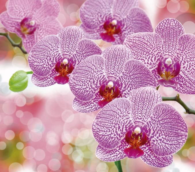 Фотошпалери Красиві пурпурні орхідеї