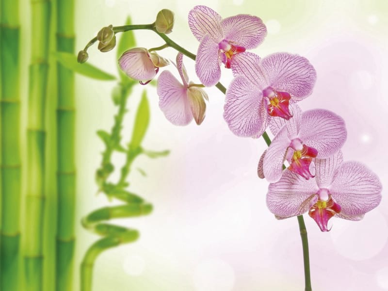 Фотошпалери Рожева орхідея і бамбук
