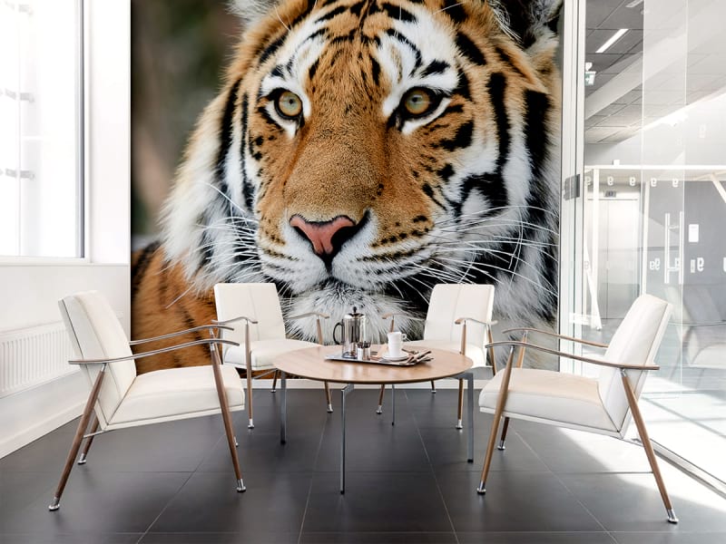 Фотообои Сибирский тигр в интерьере офиса