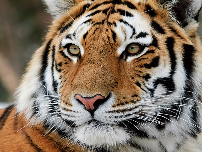 Фотообои Сибирский тигр
