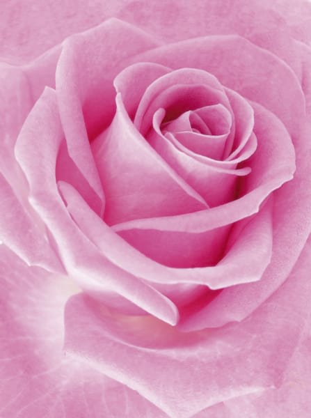 Фотообои Розовая роза