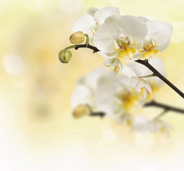 Фотошпалери Витончена біла орхідея