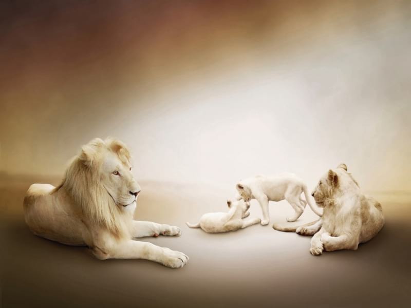 Фотообои Белые львы