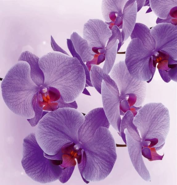 Фотошпалери Пурпурові орхідеї