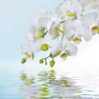 Превью фотоошпалер Білі орхідеї над водою