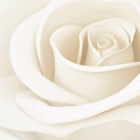 Превью фотоошпалер Бутон білої троянди