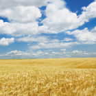 Превью фотообоев Облака над пшеничным полем