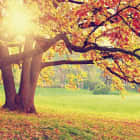 Превью фотоошпалер Природа осінь