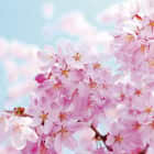 Превью фотообоев Нежные цветы вишни