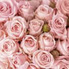 Превью фотоошпалер Ніжні рожеві троянди