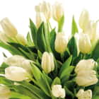 Превью фотообоев Белые тюльпаны
