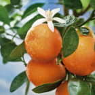 Превью фотообоев Свежие апельсины