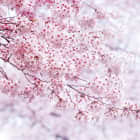 Превью фотообоев Розовая сакура