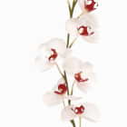Превью фотоошпалер Ніжна біла орхідея