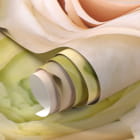 Миниатюра фотообоев Кремовые розы фрагмент #1