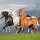 Превью фотоошпалер Три коня
