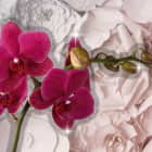 Превью фотоошпалер Яскраві орхідеї