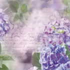 Превью фотообоев Цветок гортензия