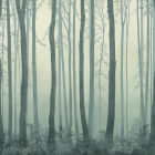 Превью фотоошпалер Зелений ліс в тумані