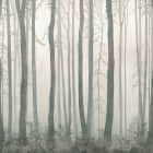 Превью фотоошпалер Дерева в тумані