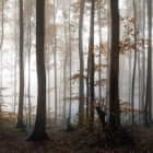 Превью фотообоев Утро в лесу