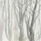 Превью фотоошпалер Голі дерева в тумані