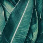 Превью фотообоев Широкие банановые листья