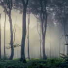 Превью фотообоев Лес в тумане