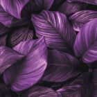 Превью фотоошпалер Фіолетове листя