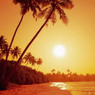 Превью фотообоев Пальмы на пляже