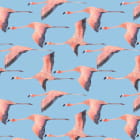 Превью фотообоев Летящие фламинго