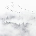 Превью фотоошпалер Зграя над туманним лісом