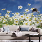 Миниатюра фотообоев Светлые ромашки в интерьере гостиной