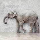 Превью фотоошпалер Індійський слон 3Д