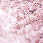 Превью фотообоев Цветы сакуры