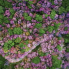 Превью фотообоев Цветение японской сакуры 