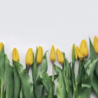 Превью фотообоев Нежные желтые тюльпаны